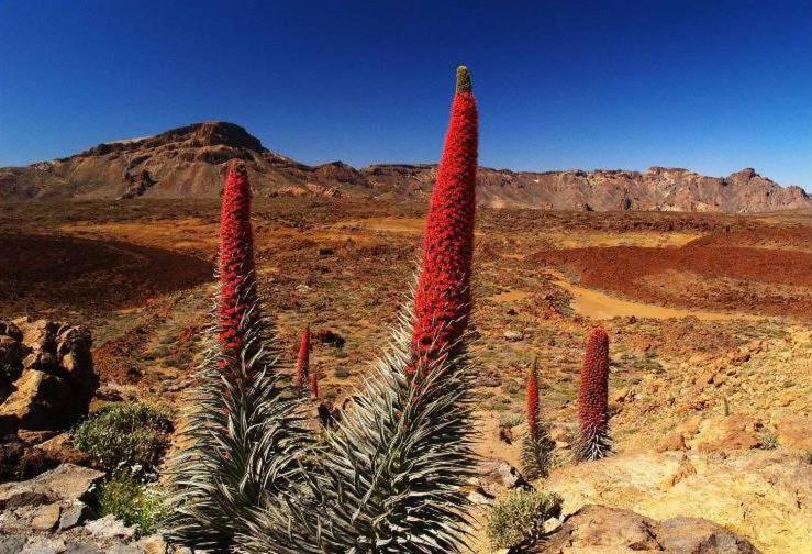 4 Santiago Playa Tenerife Estudio プラヤ・デ・ラス・アメリカス エクステリア 写真